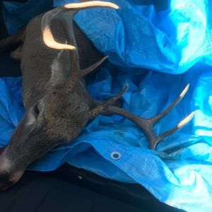 Meet your Posher, Hunter